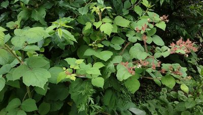 Rubus phoenicolasius, photographed by KB DiAngelo