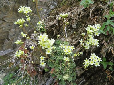 Saxifraga paniculata, photographed by Marco Mussita