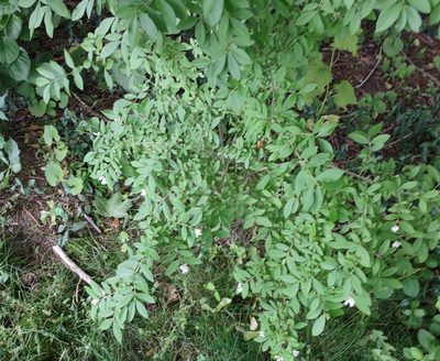 Ligustrum obtusifolium, photographed by KB DiAngelo