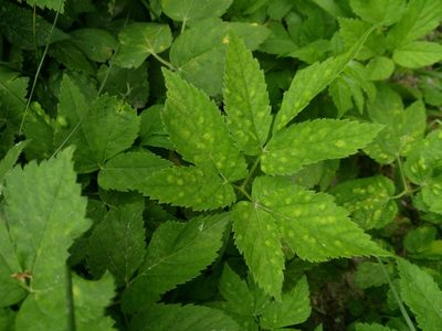 Aegopodium podagraria, photographed by Paulius Rupšas