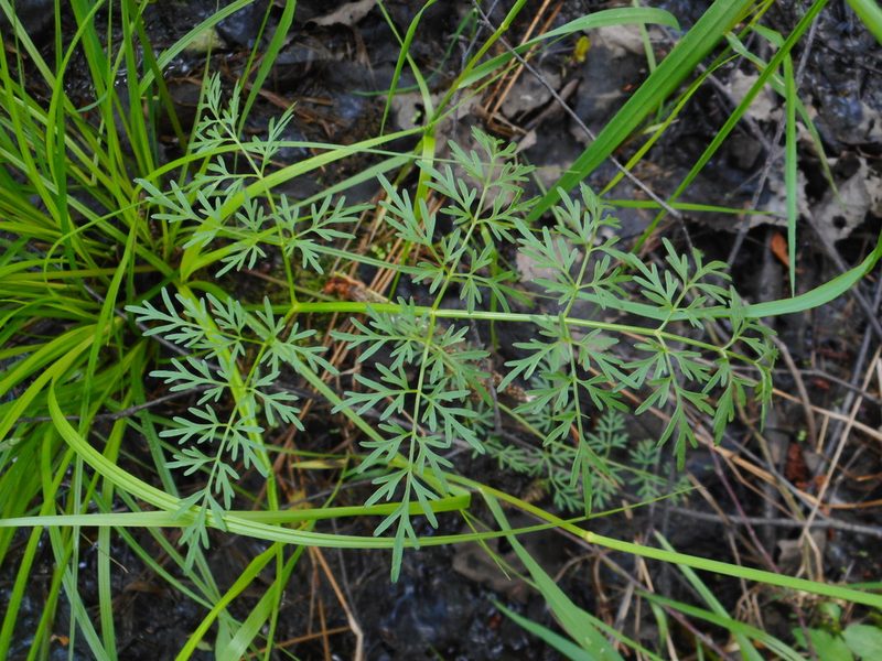 Peucedanum palustre, photographed by Eugene Popov
