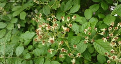 Rosa multiflora, photographed by KB DiAngelo