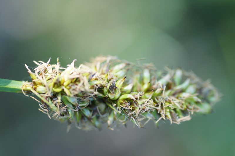 Carex vulpina, photographed by evgeniq_benihanov