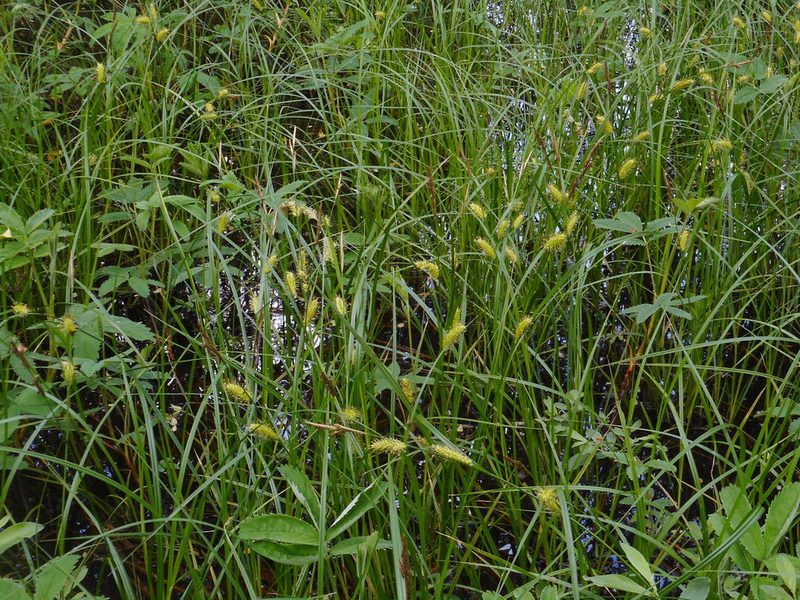 Carex vesicaria, photographed by Eugene Popov