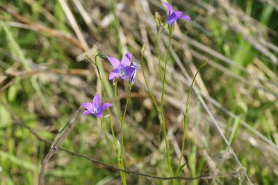 Campanula patula, photographed by evgeniq_benihanov