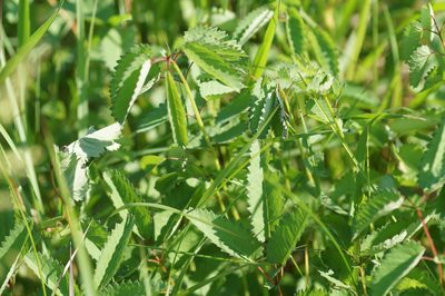 Sanguisorba officinalis, photographed by evgeniq_benihanov