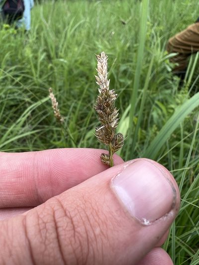 Carex sartwellii, photographed by Nathan Aaron