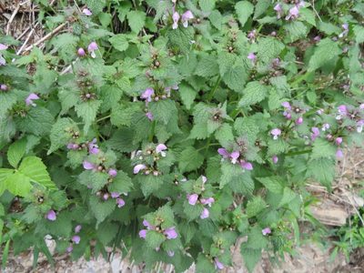 Lamium maculatum, photographed by Marco Mussita