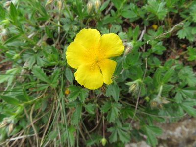 Helianthemum nummularium, photographed by Marco Mussita