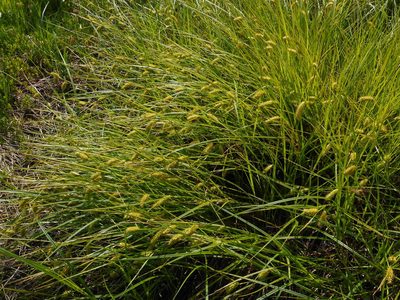 Carex vesicaria, photographed by Eugene Popov