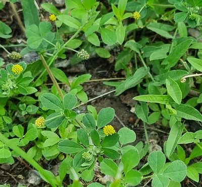 Medicago lupulina, photographed by bulatik