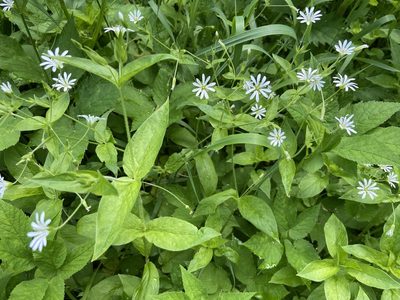 Stellaria nemorum, photographed by Анна Рыбакова