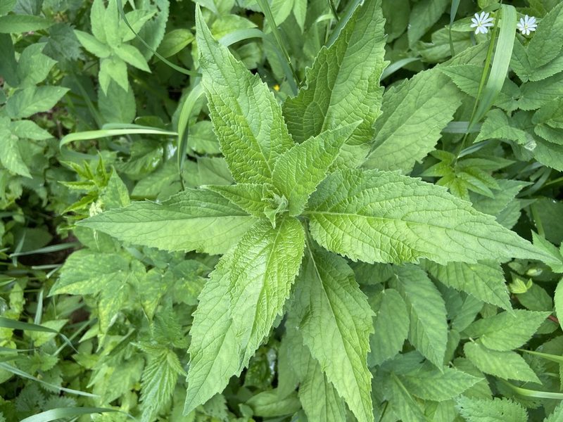 Campanula latifolia, photographed by Анна Рыбакова