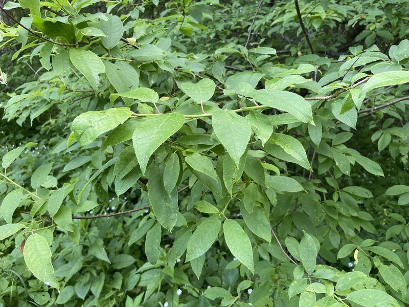 Prunus padus, photographed by Анна Рыбакова
