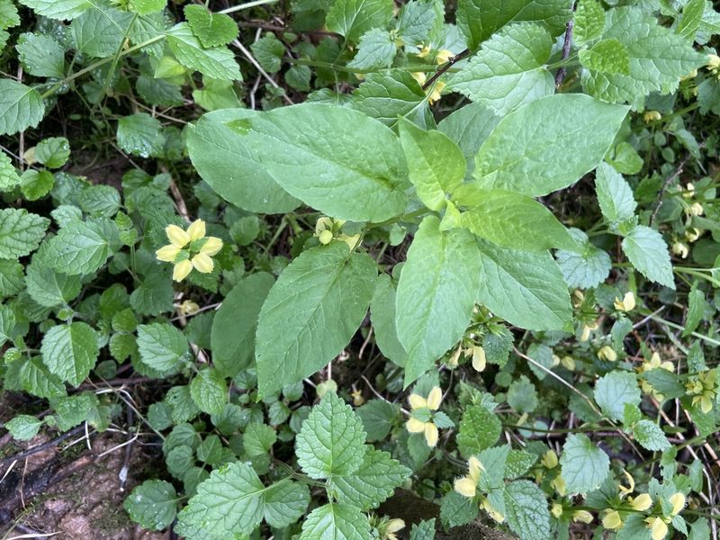 Stellaria nemorum, photographed by Анна Рыбакова