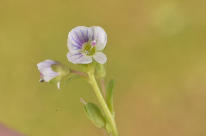 Veronica serpyllifolia, photographed by Eugene Popov