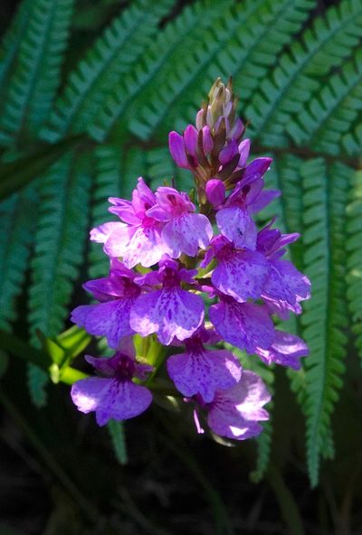 Dactylorhiza foliosa, photographed by desertnaturalist