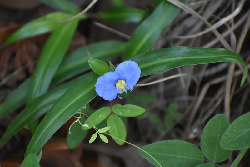 Commelina erecta, photographed by Ryan Watson