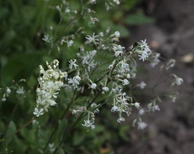 Silene nutans, photographed by ll r Ирина