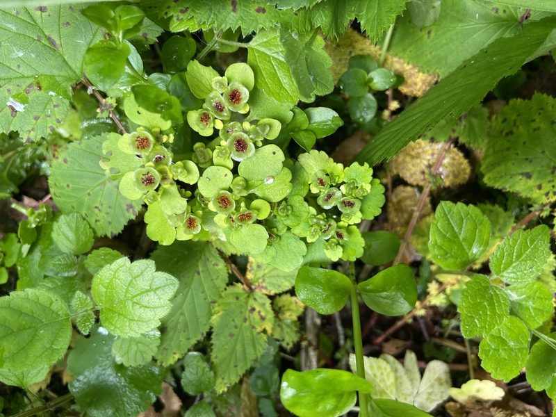 Chrysosplenium alternifolium, photographed by Анна Рыбакова