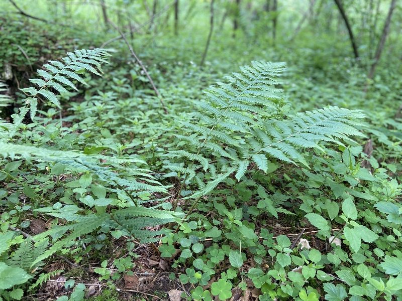 Dryopteris filix-mas, photographed by Анна Рыбакова