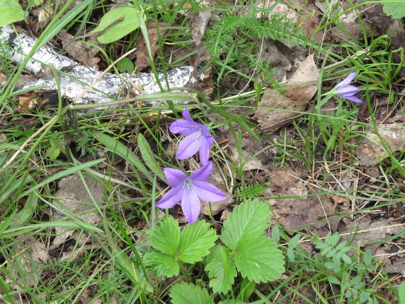 Campanula patula, photographed by Дарья Орлова