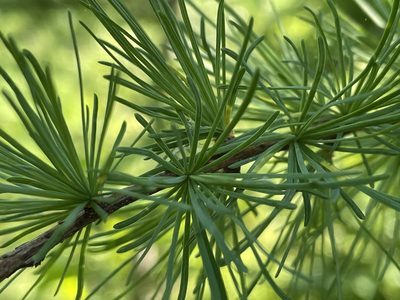Larix laricina, photographed by Tom Scavo
