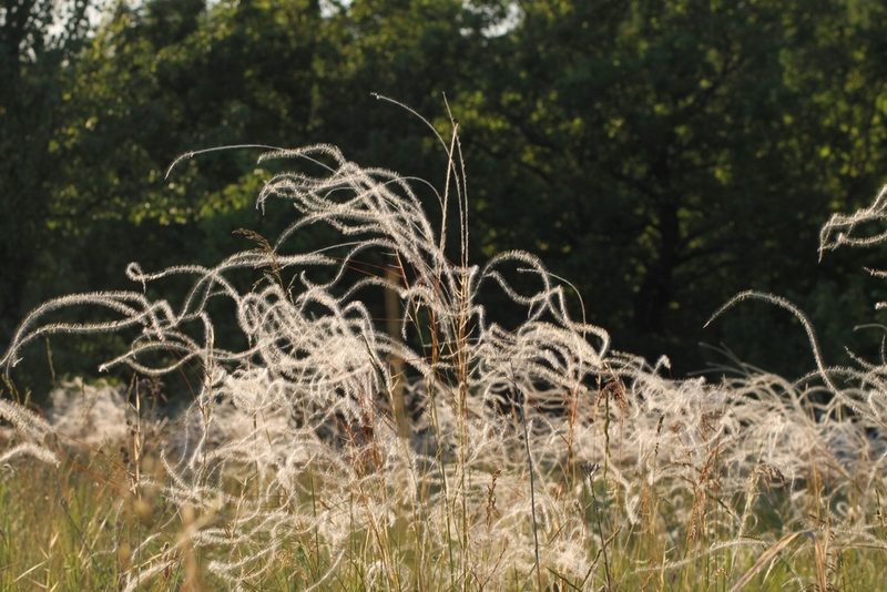 Stipa pennata, photographed by ll r Ирина