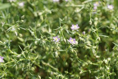 Spergularia rubra, photographed by evgeniq_benihanov