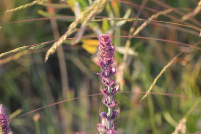 Lythrum salicaria, photographed by ll r Ирина