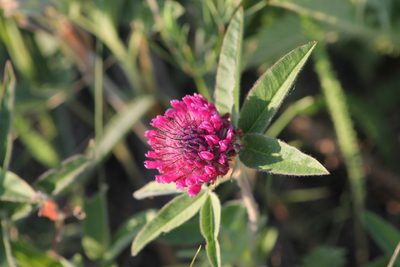 Trifolium alpestre, photographed by ll r Ирина