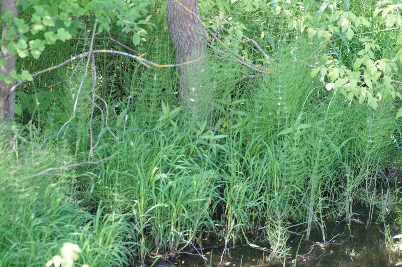 Equisetum fluviatile, photographed by evgeniq_benihanov