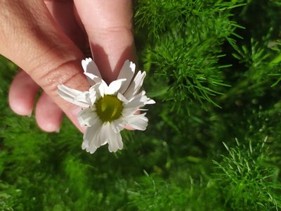 Tripleurospermum inodorum, photographed by Сергей Крыленко