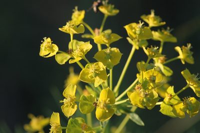 Euphorbia virgata, photographed by ll r Ирина