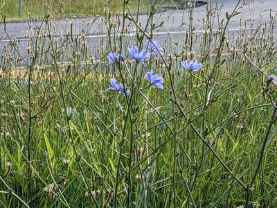 Cichorium intybus, photographed by Matthew Gerke