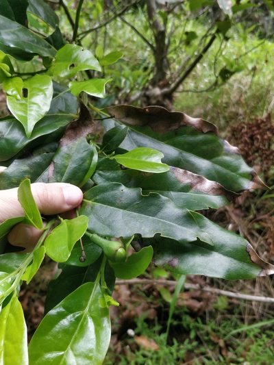 Ocotea foetens, photographed by Vítor Jorge