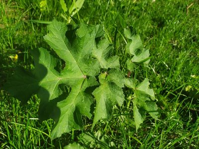 Heracleum sibiricum, photographed by Сергей Крыленко