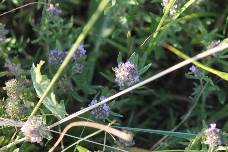 Thymus pannonicus, photographed by ll r Ирина