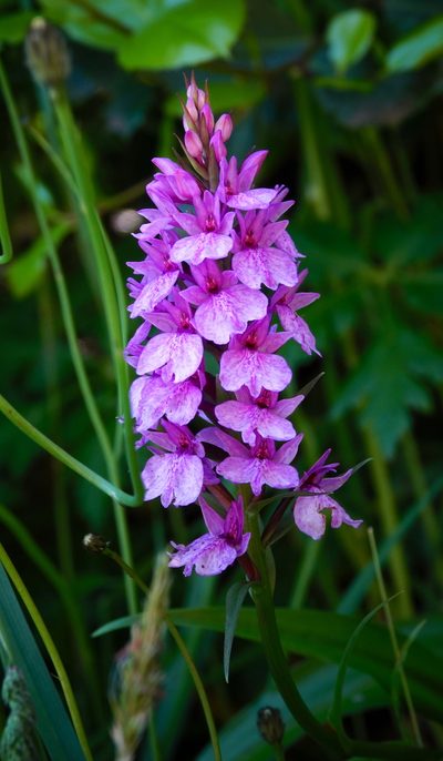 Dactylorhiza foliosa, photographed by desertnaturalist