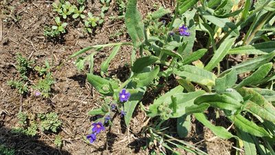 Anchusa officinalis