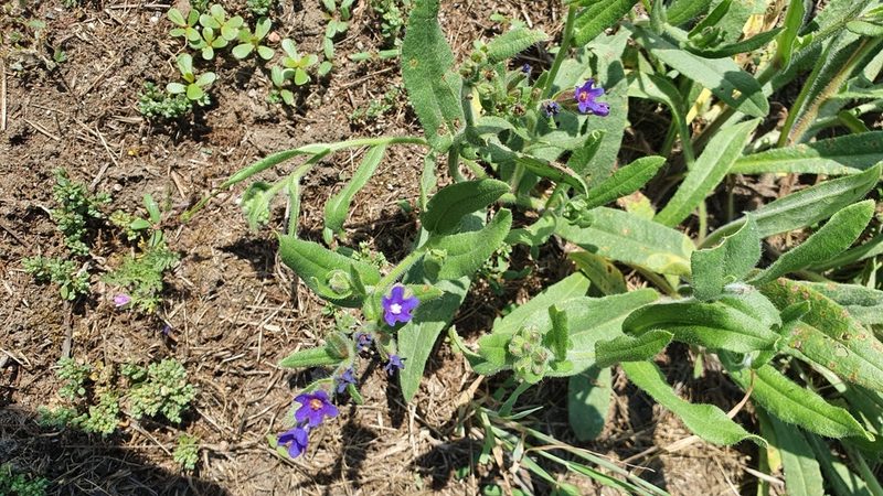 Anchusa officinalis, photographed by Andrea Meucci
