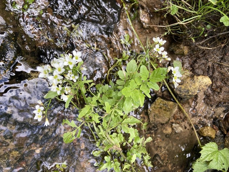 Cardamine amara, photographed by Анна Рыбакова