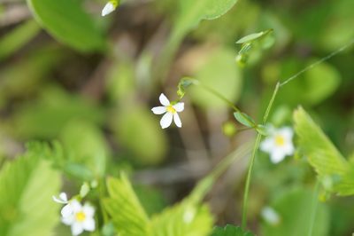 Linum catharticum, photographed by evgeniq_benihanov
