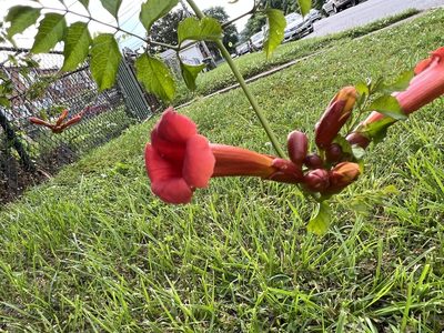 Campsis radicans, photographed by Ian Wolfe