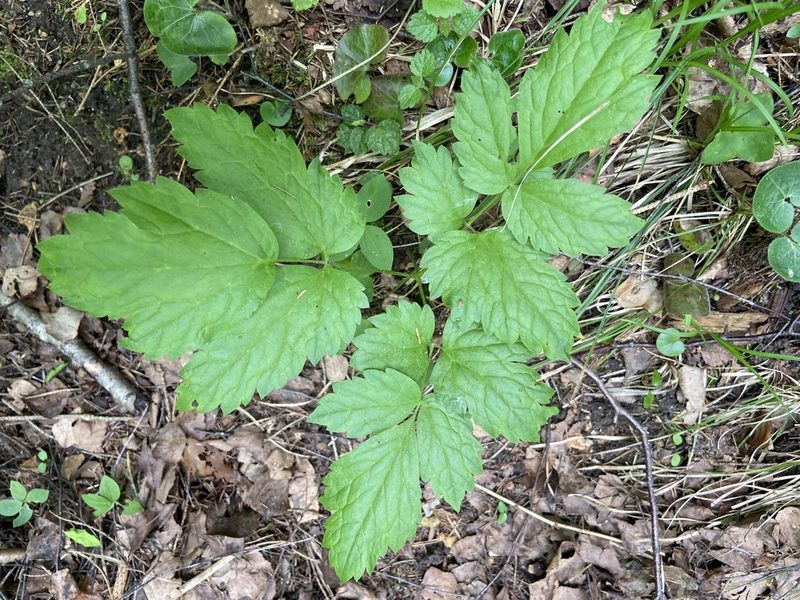 Actaea spicata, photographed by Анна Рыбакова