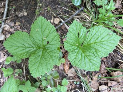 Rubus saxatilis, photographed by Анна Рыбакова