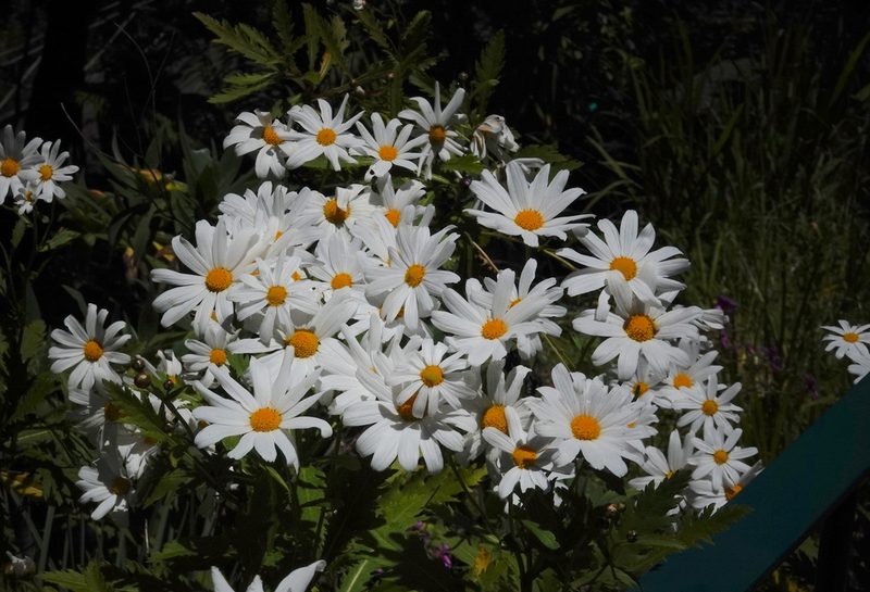 Argyranthemum pinnatifidum, photographed by desertnaturalist