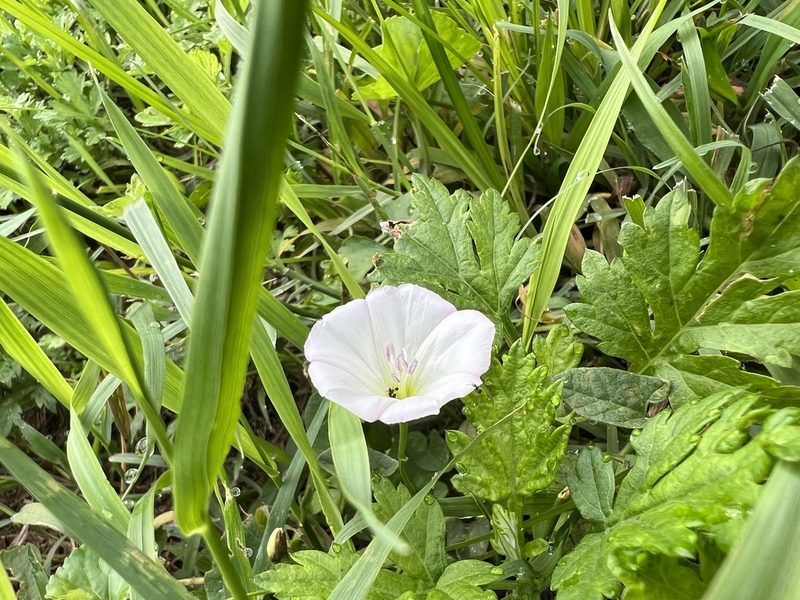 Convolvulus arvensis, photographed by Ian Wolfe
