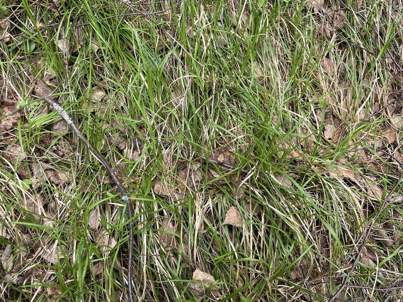 Carex rhizina, photographed by Анна Рыбакова