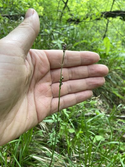 Carex rhizina, photographed by Анна Рыбакова